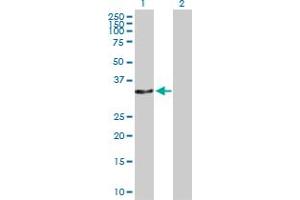 Western Blot analysis of CAMLG expression in transfected 293T cell line by CAMLG MaxPab polyclonal antibody. (CAMLG antibody  (AA 1-296))