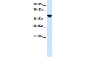 Western Blotting (WB) image for anti-Nuclear Receptor Subfamily 1, Group H, Member 4 (NR1H4) antibody (ABIN2460781) (NR1H4 antibody)