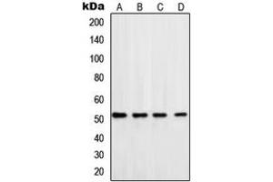 Western blot analysis of DNA Polymerase delta 3 expression in HeLa (A), MCF7 (B), Jurkat (C), mouse brain (D) whole cell lysates. (DNA polymerase delta catalytic subunit (POL3) (C-Term) antibody)