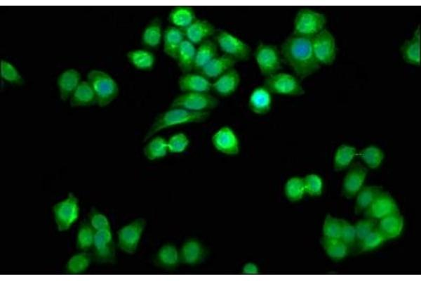 SSU72 antibody  (C-Term)