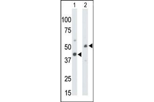 CKMT1 antibody  (N-Term)