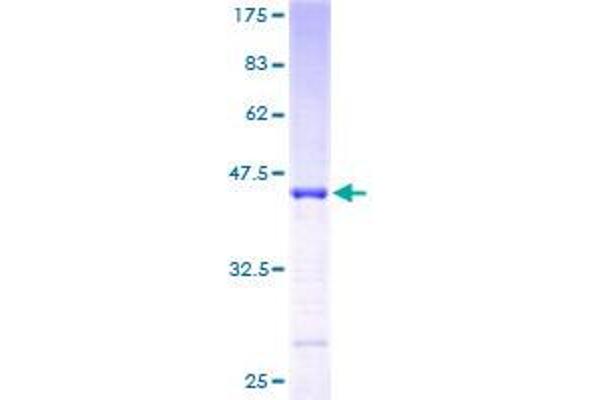NINJ2 Protein (AA 1-142) (GST tag)
