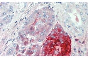 Detection of PP in Human Pancreas Tissue using Polyclonal Antibody to Pancreatic Polypeptide (PP) (PPY antibody  (AA 30-87))