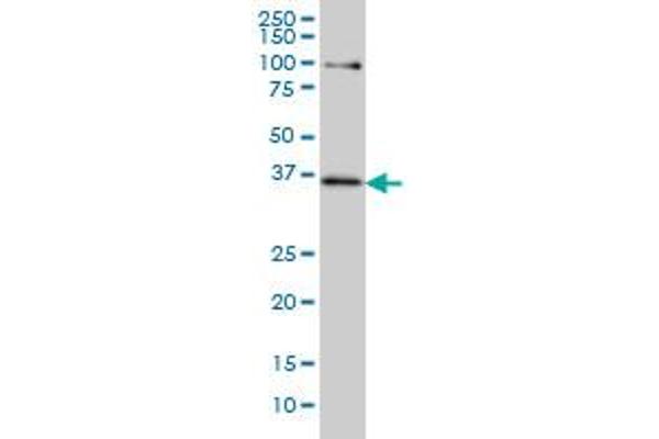 TCF19 antibody  (AA 17-102)