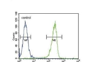 KIR2DS2 Antibody (Center) (ABIN651951 and ABIN2840473) flow cytometric analysis of  cells (right histogram) compared to a negative control cell (left histogram). (KIR2DS2 antibody  (AA 39-65))