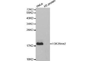 Western Blotting (WB) image for anti-Histone 3 (H3) (H3K36me2) antibody (ABIN6219524) (Histone 3 antibody  (H3K36me2))