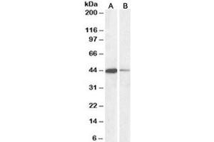 Western blot testing of human Jurkat [A] and mouse NIH3T3 [B] nuclear lysates with CREB antibody at 0. (CREB1 antibody)