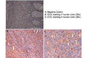 Immunohistochemistry (IHC) image for anti-Platelet/endothelial Cell Adhesion Molecule (PECAM1) (C-Term) antibody (ABIN5596763)