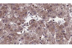 OR4C45 antibody