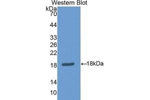 Western Blotting (WB) image for anti-Nitric Oxide Synthase 1, Neuronal (NOS1) (AA 455-601) antibody (ABIN1860027) (NOS1 antibody  (AA 455-601))