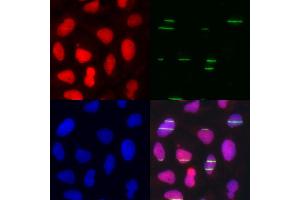 Immunofluorescence analysis of U2OS cell using POLE3 antibody. (POLE3 antibody)