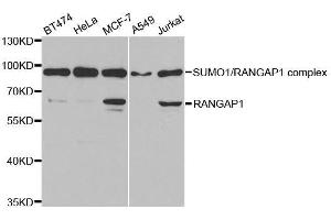 Western blot analysis of extracts of various cell lines, using RANGAP1 antibody. (RANGAP1 antibody  (AA 398-587))