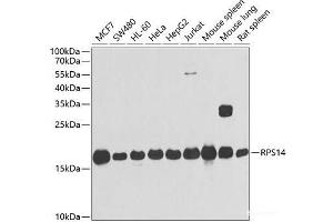 Western blot analysis of extracts of various cell lines using RPS14 Polyclonal Antibody at dilution of 1:1000.