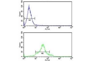 CDC20 antibody flow cytometry analysis of HeLa cells (green) compared to a negative control (blue). (CDC20 antibody  (AA 57-84))