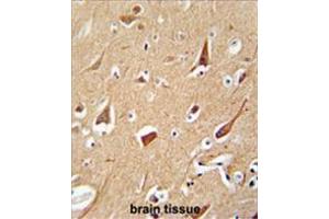 ZFYVE28 antibody (C-term) immunohistochemistry analysis in formalin fixed and paraffin embedded human brain tissue followed by peroxidase conjugation of the secondary antibody and DAB staining. (ZFYVE28 antibody  (C-Term))