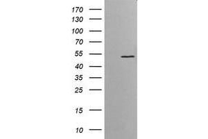 Image no. 1 for anti-V-Ets Erythroblastosis Virus E26 Oncogene Homolog 2 (ETS2) (AA 90-349) antibody (ABIN1491703) (ETS2 antibody  (AA 90-349))