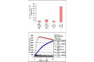 Measurement of 293T cell endogenous SIRT1 activity in an immunoprecipitate using SIRT1 polyclonal antibody  by means of SIRT1/Sir2 Deacetylase Fluorometric (Human) Assay Kit .