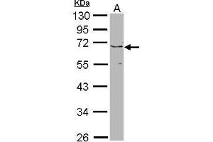 WB Image Sample (30 ug of whole cell lysate) A: NIH-3T3 10% SDS PAGE PSR antibody antibody diluted at 1:1000 (JMJD6 antibody  (Center))
