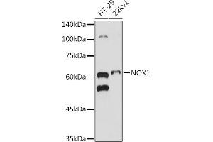 Western blot analysis of extracts of various cell lines, using NOX1 antibody (ABIN6133827, ABIN6144746, ABIN6144748 and ABIN6215916) at 1:500 dilution. (NOX1 antibody  (AA 200-300))