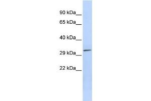 Western Blotting (WB) image for anti-Pyridoxal (Pyridoxine, Vitamin B6) Phosphatase (PDXP) antibody (ABIN2459989) (PDXP antibody)