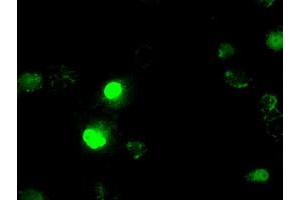 Anti-ID3 mouse monoclonal antibody (ABIN2453162) immunofluorescent staining of COS7 cells transiently transfected by pCMV6-ENTRY ID3 (RC200583). (ID3 antibody)