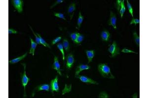 Immunofluorescent analysis of Hela cells using ABIN7166485 at dilution of 1:100 and Alexa Fluor 488-congugated AffiniPure Goat Anti-Rabbit IgG(H+L) (MAS1 antibody  (AA 285-325))