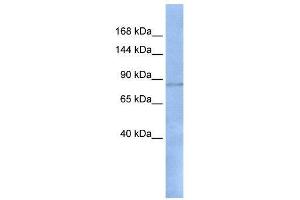 WB Suggested Anti-RFX1  Antibody Titration: 0. (RFX1 antibody  (N-Term))