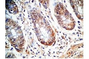 Human colon tissue was stained by Rabbit Anti-PYY (1-36)-Gly (R,M,C,P) Antiserum (Peptide YY (PYY) -Gly (AA 1-36) antibody)