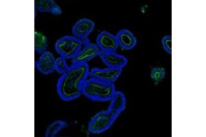 IF analysis of Villin using anti-Villin antibody (ABIN3042343). (Villin 1 antibody  (C-Term))