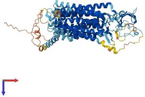 Solute Carrier Organic Anion Transporter Family, Member 1a6 (SLCO1A6) (AA 1-670) protein (His tag)