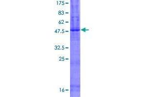 TMEM8B Protein (AA 1-257) (GST tag)