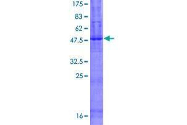 TMEM8B Protein (AA 1-257) (GST tag)