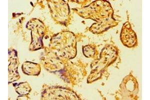 Immunohistochemistry of paraffin-embedded human placenta tissue using ABIN7149359 at dilution of 1:100 (BMX antibody  (AA 65-280))