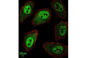 Immunofluorescence (IF) image for anti-APEX Nuclease (Apurinic/apyrimidinic Endonuclease) 2 (APEX2) antibody (ABIN3003990) (APEX2 antibody)