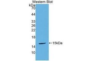 Detection of Recombinant UCN2, Mouse using Polyclonal Antibody to Urocortin 2 (UCN2) (Urocortin 2 antibody  (AA 31-112))