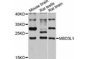 Western blot analysis of extracts of various cell lines, using MBD3L1 antibody (ABIN6293894) at 1:3000 dilution. (MBD3L1 antibody)