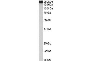 ABIN4902629 (0. (Filamin A antibody)