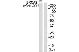 Western blot analysis of extracts from 293 cells using BRCA2 (Phospho-Ser3291) Antibody. (BRCA2 antibody  (pSer3291))