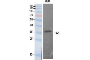 Western Blotting (WB) image for anti-TNF Receptor Superfamily, Member 6 (FAS) (Internal Region) antibody (ABIN3181066) (FAS antibody  (Internal Region))