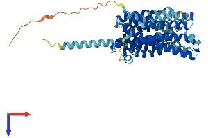 AlphaFold protein structure predicition of Human Recombinant SLC18B1 Protein, UniprotID Q6NT16 (C6orf192 Protein (AA 1-456) (His tag))