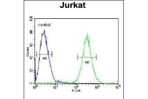 Flow cytometric analysis of Jurkat cells (right histogram) compared to a negative control cell (left histogram). (ST3GAL5 antibody  (C-Term))