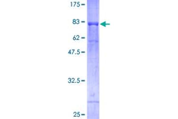 GFR Protein (GST tag)