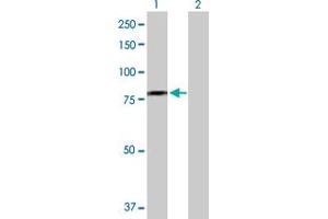 Western Blot analysis of DDX59 expression in transfected 293T cell line by DDX59 MaxPab polyclonal antibody. (DDX59 antibody  (AA 1-619))
