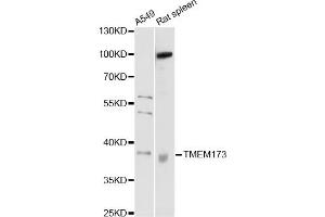 Western blot analysis of extracts of various cell lines, using TMEM173 antibody (ABIN5999064) at 1/1000 dilution. (STING/TMEM173 antibody)