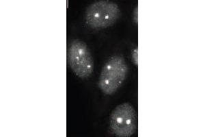 Immunofluorescence (IF) image for anti-Small Ubiquitin Related Modifier 2/3 (SUMO2/3) (full length) antibody (ABIN2452139) (SUMO2/3 antibody  (full length))