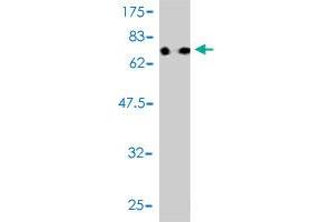 Western Blot detection against Immunogen (75. (RUVBL1 antibody  (AA 1-456))