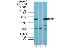 Image no. 1 for anti-Kruppel-Like Factor 15 (KLF15) (AA 100-150) antibody (ABIN960246) (KLF15 antibody  (AA 100-150))