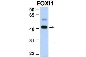 Hum. (FOXI1 antibody  (N-Term))