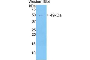 Western blot analysis of the recombinant protein. (Peroxiredoxin 3 antibody  (AA 64-257))