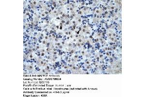 Human Liver (MAPK14 antibody  (C-Term))